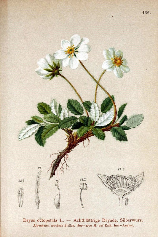 Atlas der Alpenflora /.Wien :Eigenthum und Verlag des Deutschen und Oesterr. Alpenvereins,1882.. |  | Vintage Print Reproduction 459172