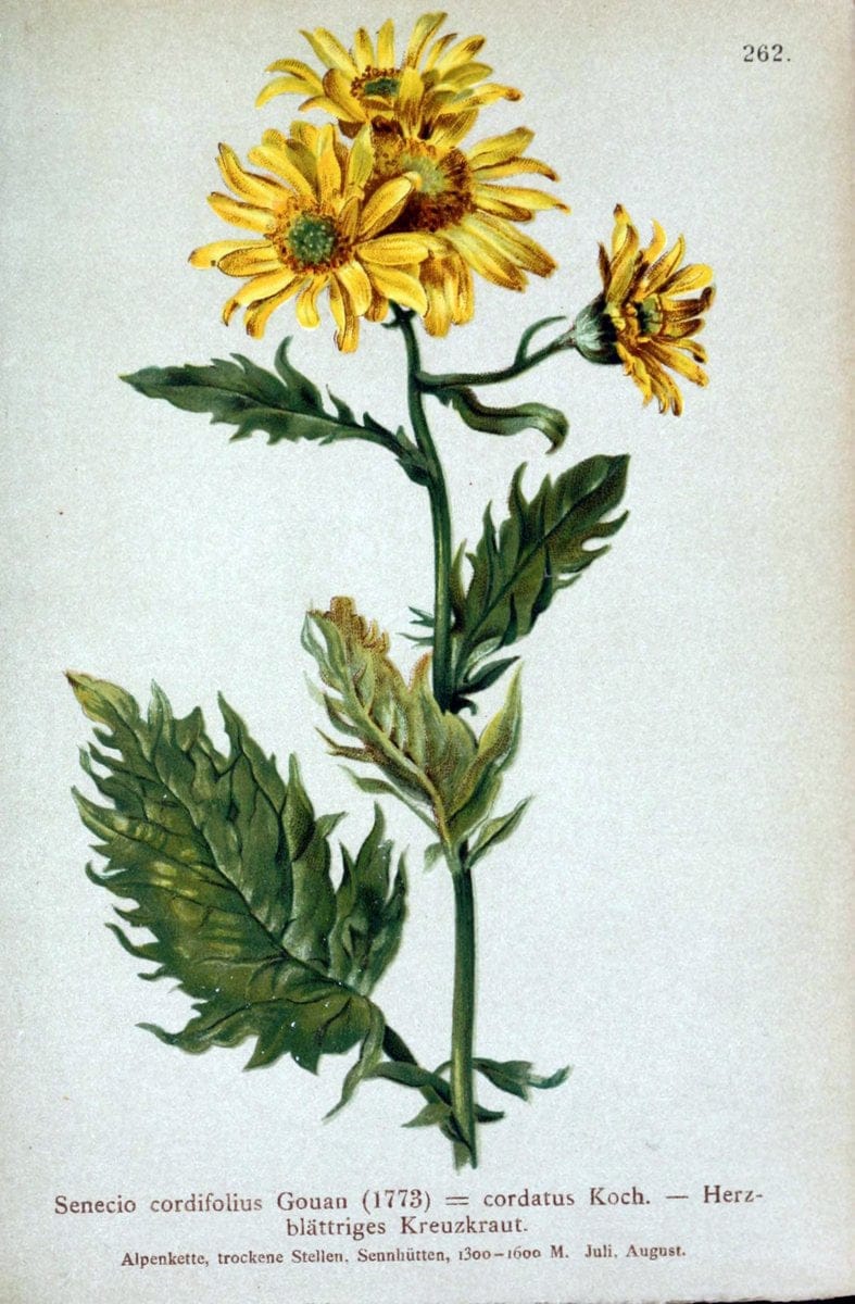 Atlas der Alpenflora /.Wien :Eigenthum und Verlag des Deutschen und Oesterr. Alpenvereins,1882.. |  | Vintage Print Reproduction 459173