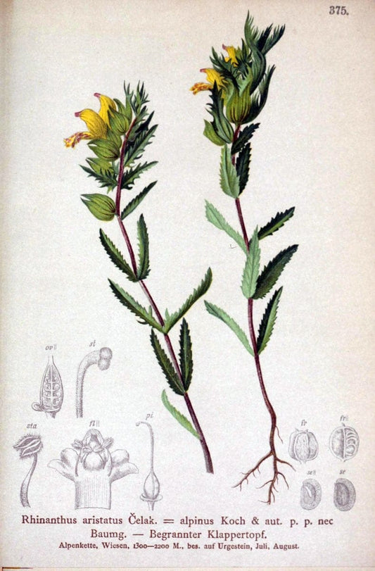 Atlas der Alpenflora /.Wien :Eigenthum und Verlag des Deutschen und Oesterr. Alpenvereins,1882.. |  | Vintage Print Reproduction 459174