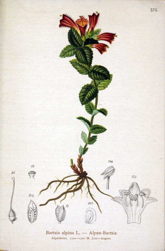 Atlas der Alpenflora /.Wien :Eigenthum und Verlag des Deutschen und Oesterr. Alpenvereins,1882.. |  | Vintage Print Reproduction 459175