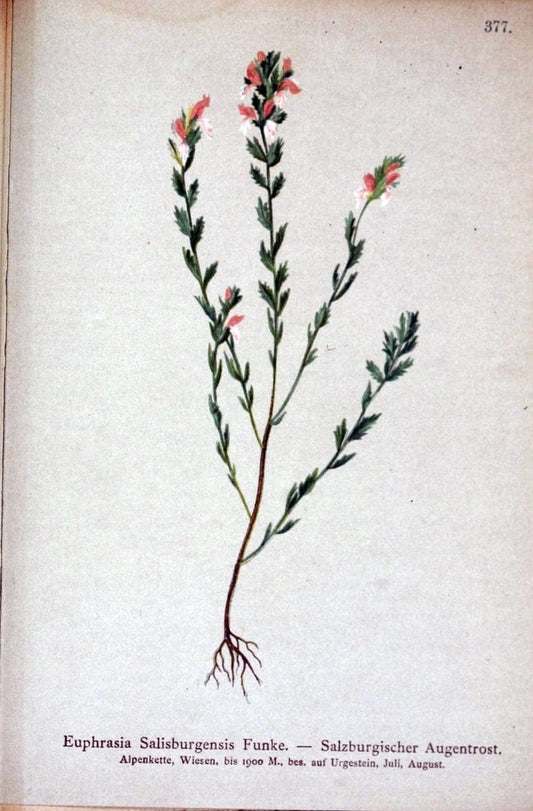 Atlas der Alpenflora /.Wien :Eigenthum und Verlag des Deutschen und Oesterr. Alpenvereins,1882.. |  | Vintage Print Reproduction 459176