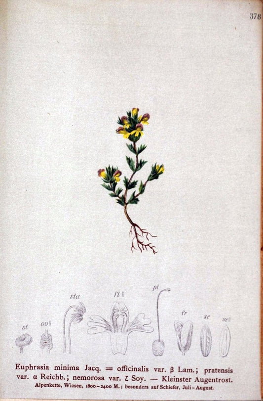 Atlas der Alpenflora /.Wien :Eigenthum und Verlag des Deutschen und Oesterr. Alpenvereins,1882.. |  | Vintage Print Reproduction 459177