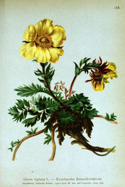 Atlas der Alpenflora /.Wien :Eigenthum und Verlag des Deutschen und Oesterr. Alpenvereins,1882.. |  | Vintage Print Reproduction 459180