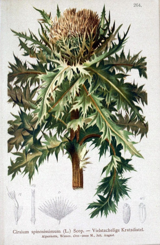 Atlas der Alpenflora /.Wien :Eigenthum und Verlag des Deutschen und Oesterr. Alpenvereins,1882.. |  | Vintage Print Reproduction 459181