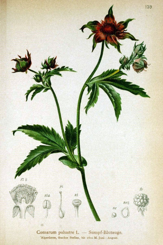 Atlas der Alpenflora /.Wien :Eigenthum und Verlag des Deutschen und Oesterr. Alpenvereins,1882.. |  | Vintage Print Reproduction 459182