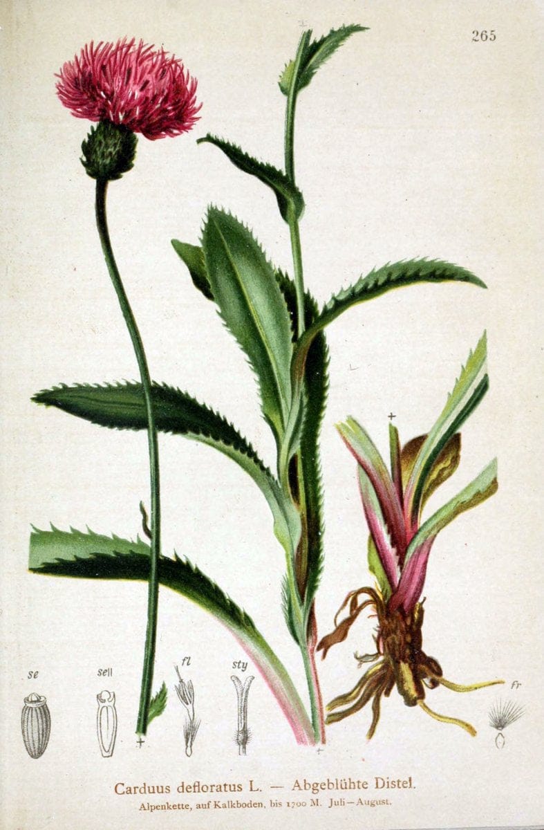 Atlas der Alpenflora /.Wien :Eigenthum und Verlag des Deutschen und Oesterr. Alpenvereins,1882.. |  | Vintage Print Reproduction 459183