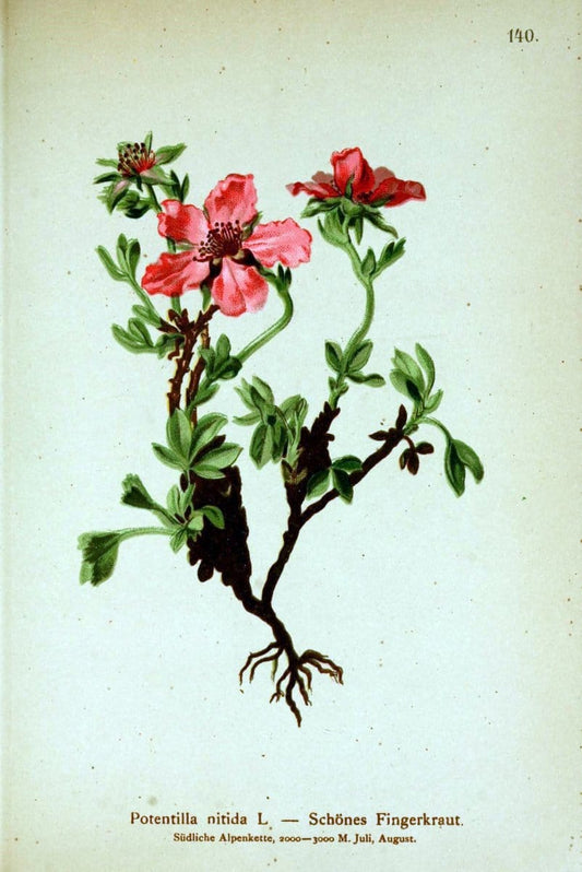 Atlas der Alpenflora /.Wien :Eigenthum und Verlag des Deutschen und Oesterr. Alpenvereins,1882.. |  | Vintage Print Reproduction 459184