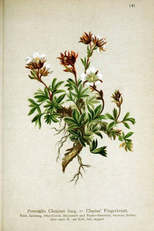 Atlas der Alpenflora /.Wien :Eigenthum und Verlag des Deutschen und Oesterr. Alpenvereins,1882.. |  | Vintage Print Reproduction 459186