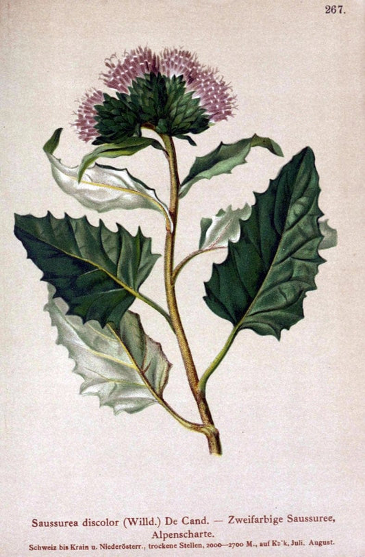 Atlas der Alpenflora /.Wien :Eigenthum und Verlag des Deutschen und Oesterr. Alpenvereins,1882.. |  | Vintage Print Reproduction 459187