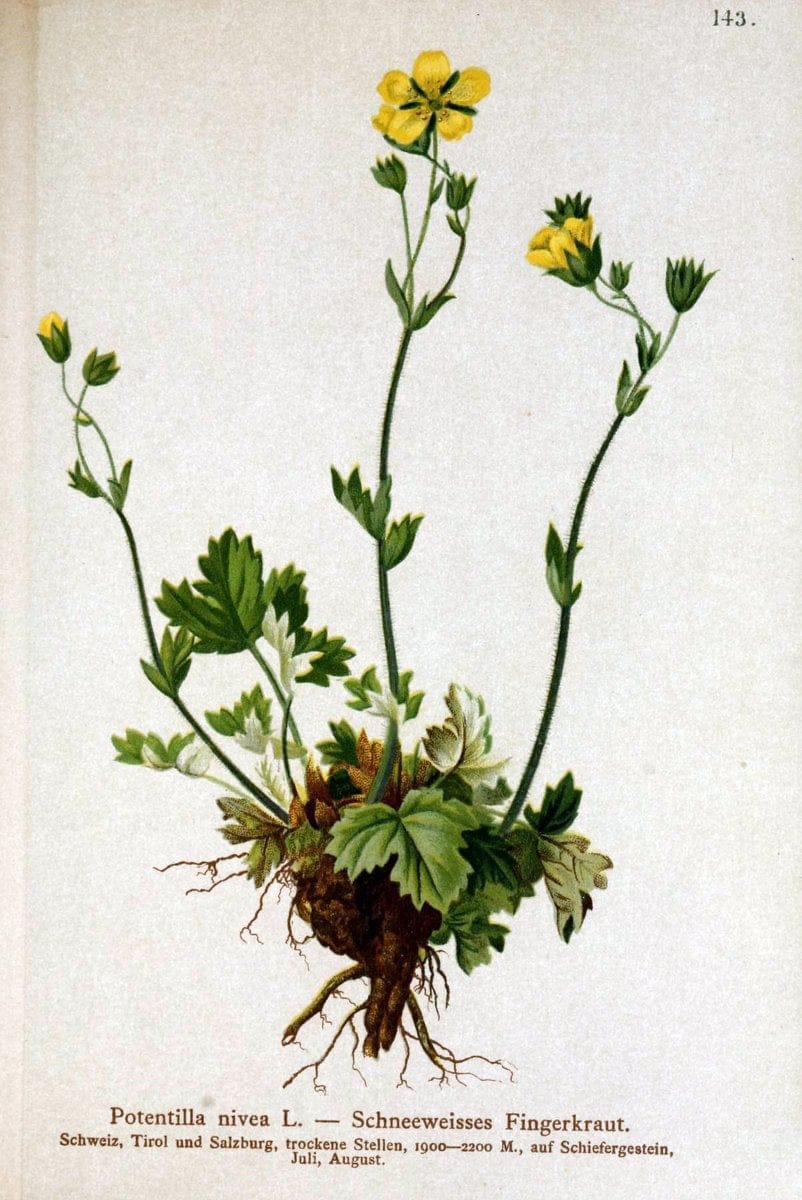 Atlas der Alpenflora /.Wien :Eigenthum und Verlag des Deutschen und Oesterr. Alpenvereins,1882.. |  | Vintage Print Reproduction 459190