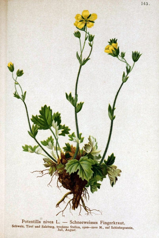Atlas der Alpenflora /.Wien :Eigenthum und Verlag des Deutschen und Oesterr. Alpenvereins,1882.. |  | Vintage Print Reproduction 459190