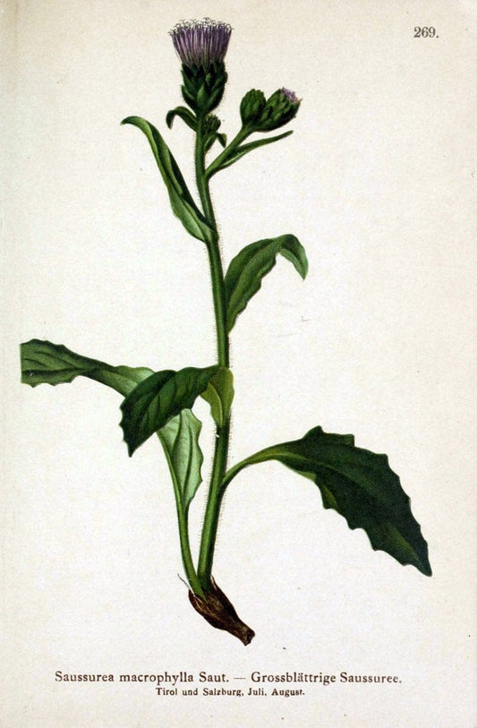 Atlas der Alpenflora /.Wien :Eigenthum und Verlag des Deutschen und Oesterr. Alpenvereins,1882.. |  | Vintage Print Reproduction 459191