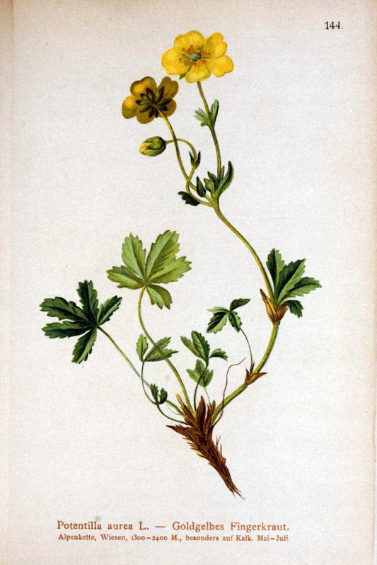 Atlas der Alpenflora /.Wien :Eigenthum und Verlag des Deutschen und Oesterr. Alpenvereins,1882.. |  | Vintage Print Reproduction 459192