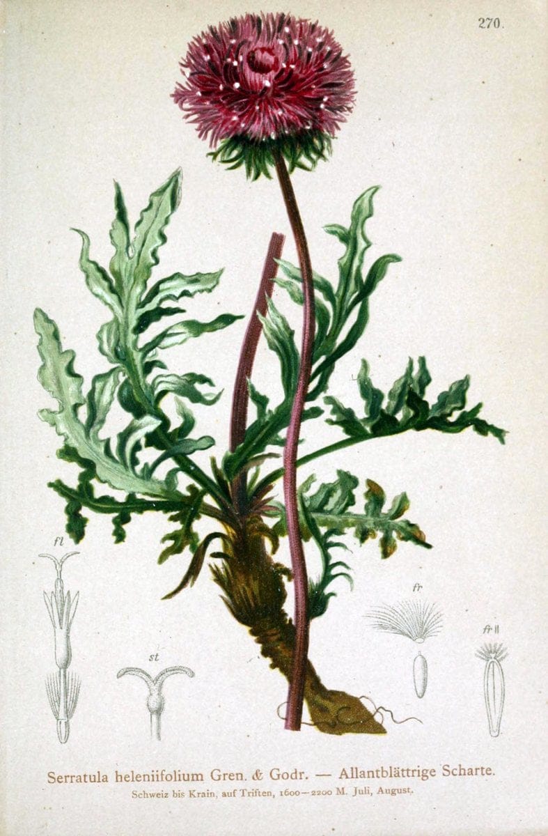 Atlas der Alpenflora /.Wien :Eigenthum und Verlag des Deutschen und Oesterr. Alpenvereins,1882.. |  | Vintage Print Reproduction 459193