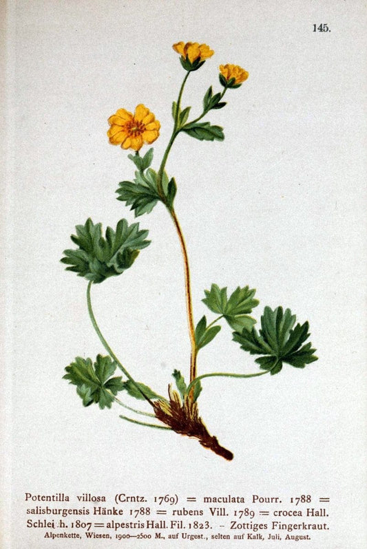 Atlas der Alpenflora /.Wien :Eigenthum und Verlag des Deutschen und Oesterr. Alpenvereins,1882.. |  | Vintage Print Reproduction 459194