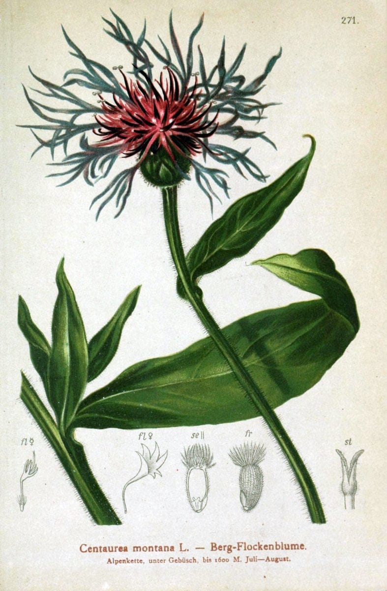Atlas der Alpenflora /.Wien :Eigenthum und Verlag des Deutschen und Oesterr. Alpenvereins,1882.. |  | Vintage Print Reproduction 459195