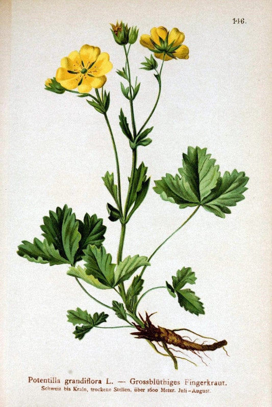 Atlas der Alpenflora /.Wien :Eigenthum und Verlag des Deutschen und Oesterr. Alpenvereins,1882.. |  | Vintage Print Reproduction 459196