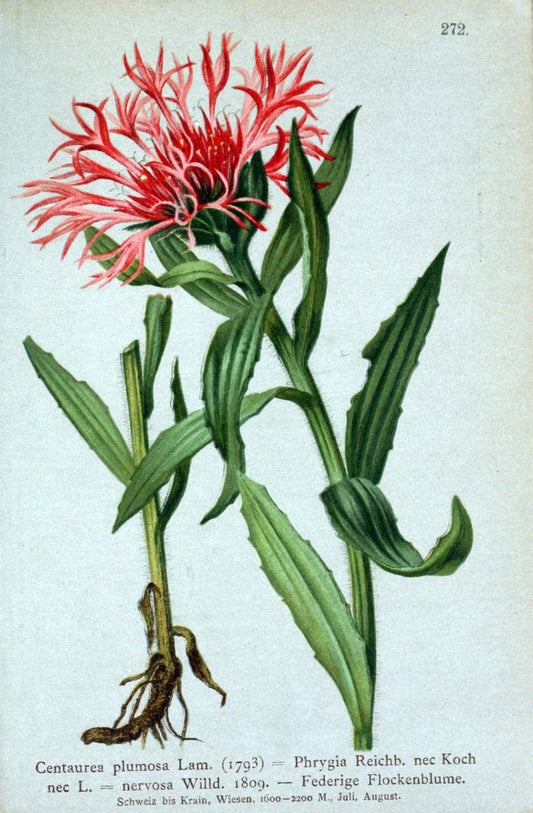 Atlas der Alpenflora /.Wien :Eigenthum und Verlag des Deutschen und Oesterr. Alpenvereins,1882.. |  | Vintage Print Reproduction 459197