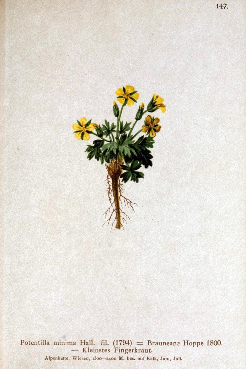 Atlas der Alpenflora /.Wien :Eigenthum und Verlag des Deutschen und Oesterr. Alpenvereins,1882.. |  | Vintage Print Reproduction 459198