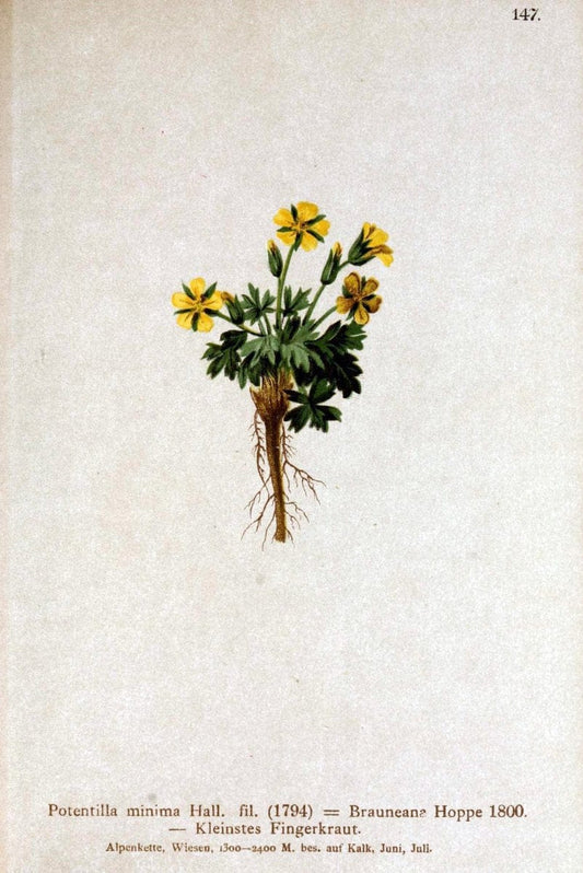 Atlas der Alpenflora /.Wien :Eigenthum und Verlag des Deutschen und Oesterr. Alpenvereins,1882.. |  | Vintage Print Reproduction 459198