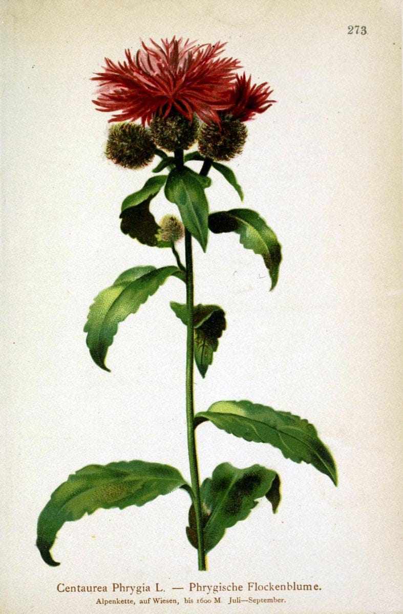 Atlas der Alpenflora /.Wien :Eigenthum und Verlag des Deutschen und Oesterr. Alpenvereins,1882.. |  | Vintage Print Reproduction 459199