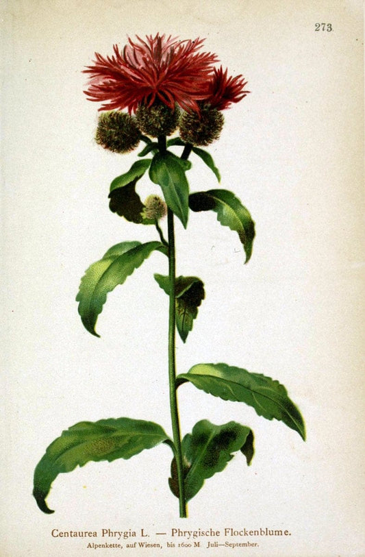 Atlas der Alpenflora /.Wien :Eigenthum und Verlag des Deutschen und Oesterr. Alpenvereins,1882.. |  | Vintage Print Reproduction 459199