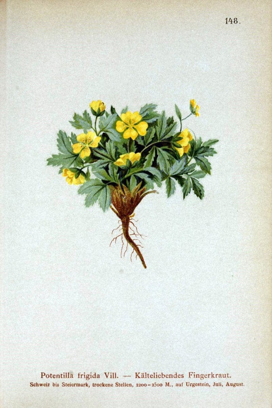 Atlas der Alpenflora /.Wien :Eigenthum und Verlag des Deutschen und Oesterr. Alpenvereins,1882.. |  | Vintage Print Reproduction 459200