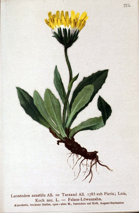 Atlas der Alpenflora /.Wien :Eigenthum und Verlag des Deutschen und Oesterr. Alpenvereins,1882.. |  | Vintage Print Reproduction 459203