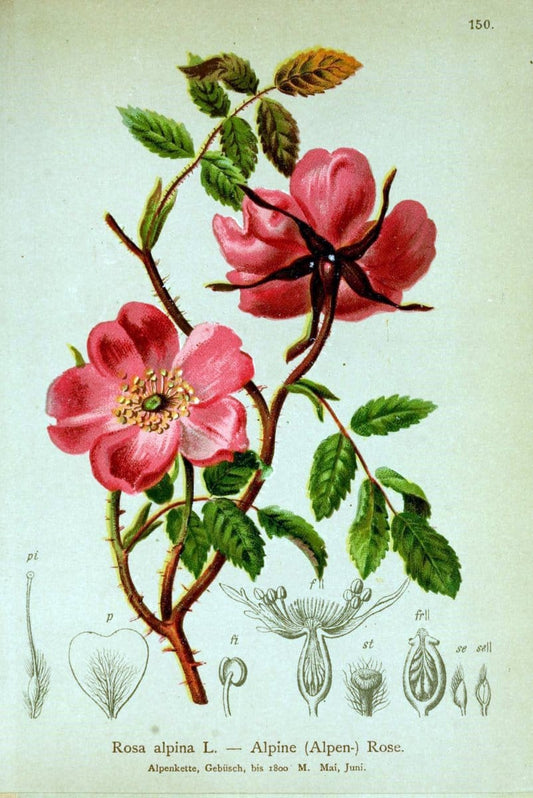 Atlas der Alpenflora /.Wien :Eigenthum und Verlag des Deutschen und Oesterr. Alpenvereins,1882.. |  | Vintage Print Reproduction 459204