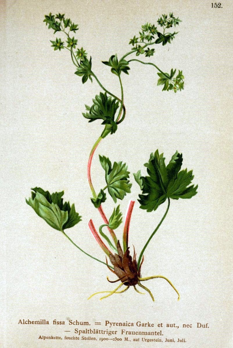 Atlas der Alpenflora /.Wien :Eigenthum und Verlag des Deutschen und Oesterr. Alpenvereins,1882.. |  | Vintage Print Reproduction 459208