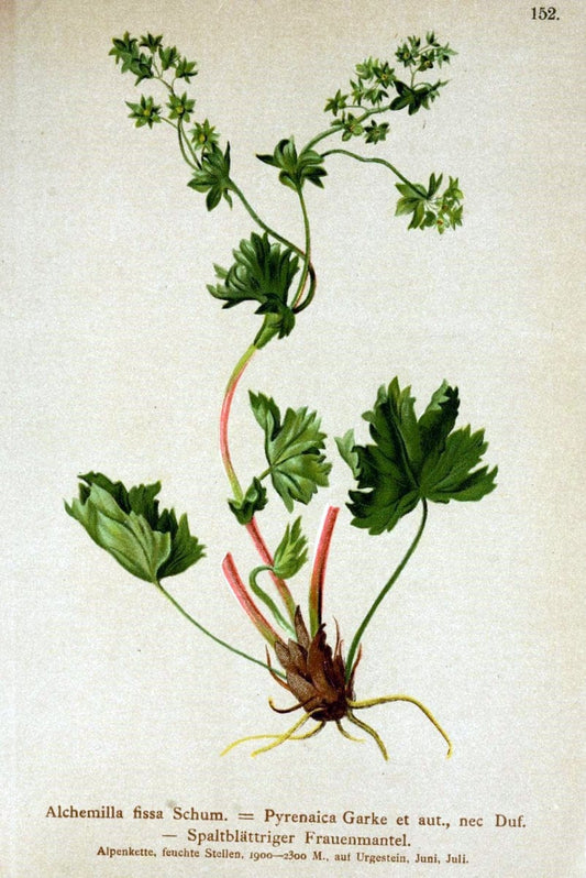 Atlas der Alpenflora /.Wien :Eigenthum und Verlag des Deutschen und Oesterr. Alpenvereins,1882.. |  | Vintage Print Reproduction 459208