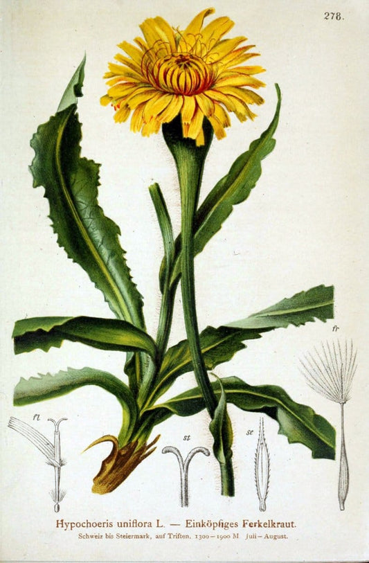 Atlas der Alpenflora /.Wien :Eigenthum und Verlag des Deutschen und Oesterr. Alpenvereins,1882.. |  | Vintage Print Reproduction 459209