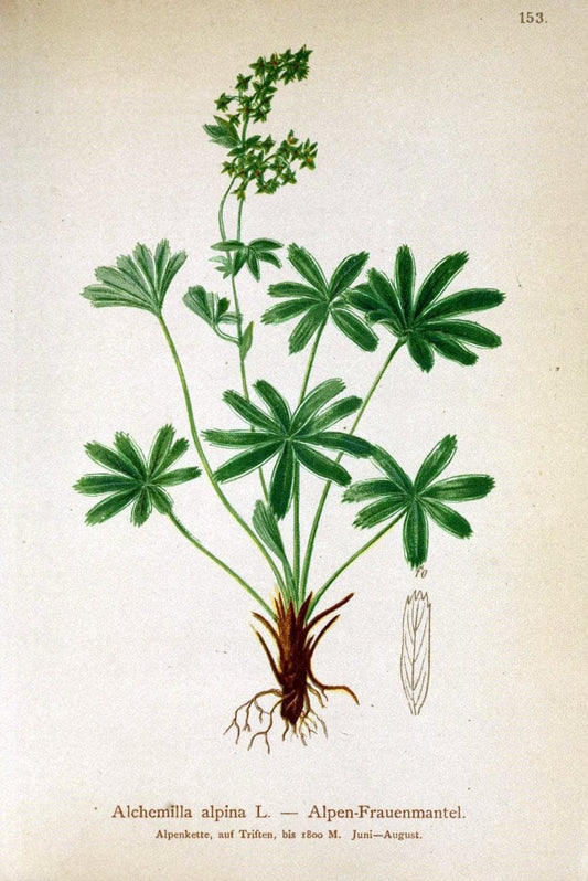 Atlas der Alpenflora /.Wien :Eigenthum und Verlag des Deutschen und Oesterr. Alpenvereins,1882.. |  | Vintage Print Reproduction 459210