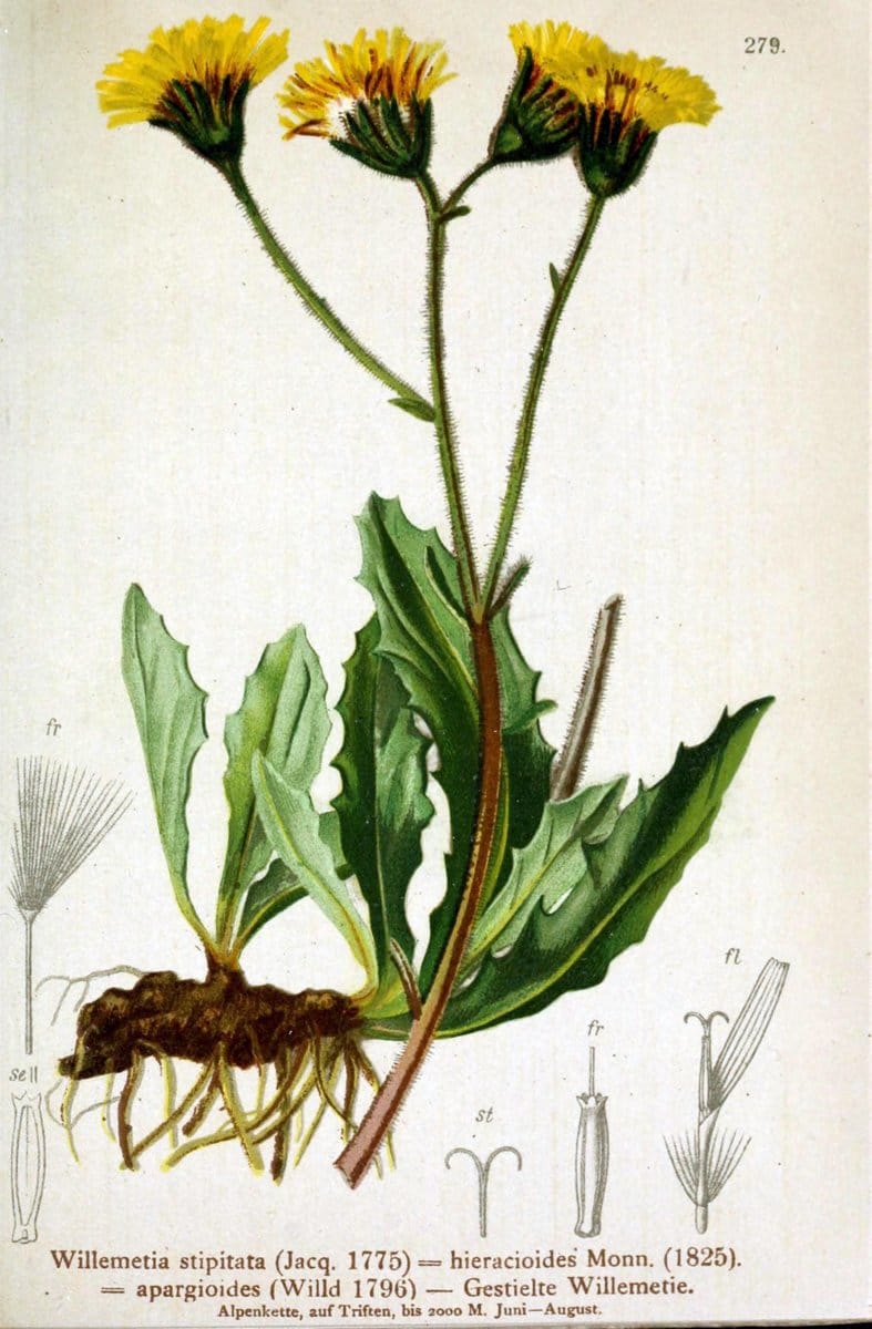 Atlas der Alpenflora /.Wien :Eigenthum und Verlag des Deutschen und Oesterr. Alpenvereins,1882.. |  | Vintage Print Reproduction 459211