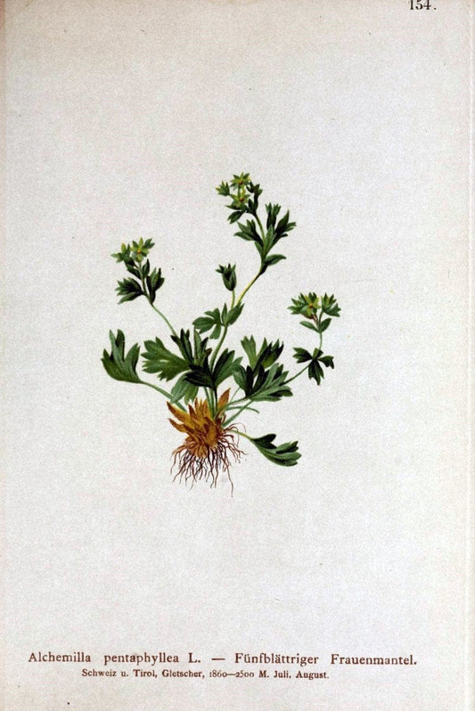Atlas der Alpenflora /.Wien :Eigenthum und Verlag des Deutschen und Oesterr. Alpenvereins,1882.. |  | Vintage Print Reproduction 459212