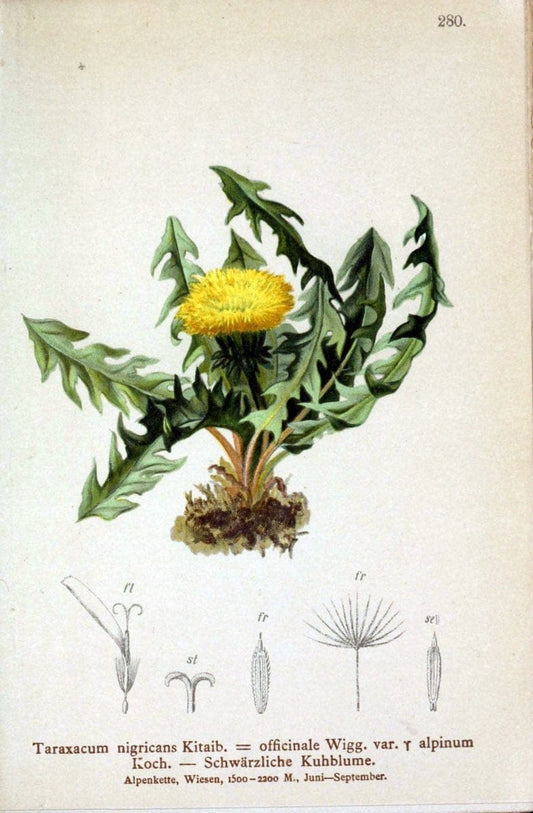 Atlas der Alpenflora /.Wien :Eigenthum und Verlag des Deutschen und Oesterr. Alpenvereins,1882.. |  | Vintage Print Reproduction 459213