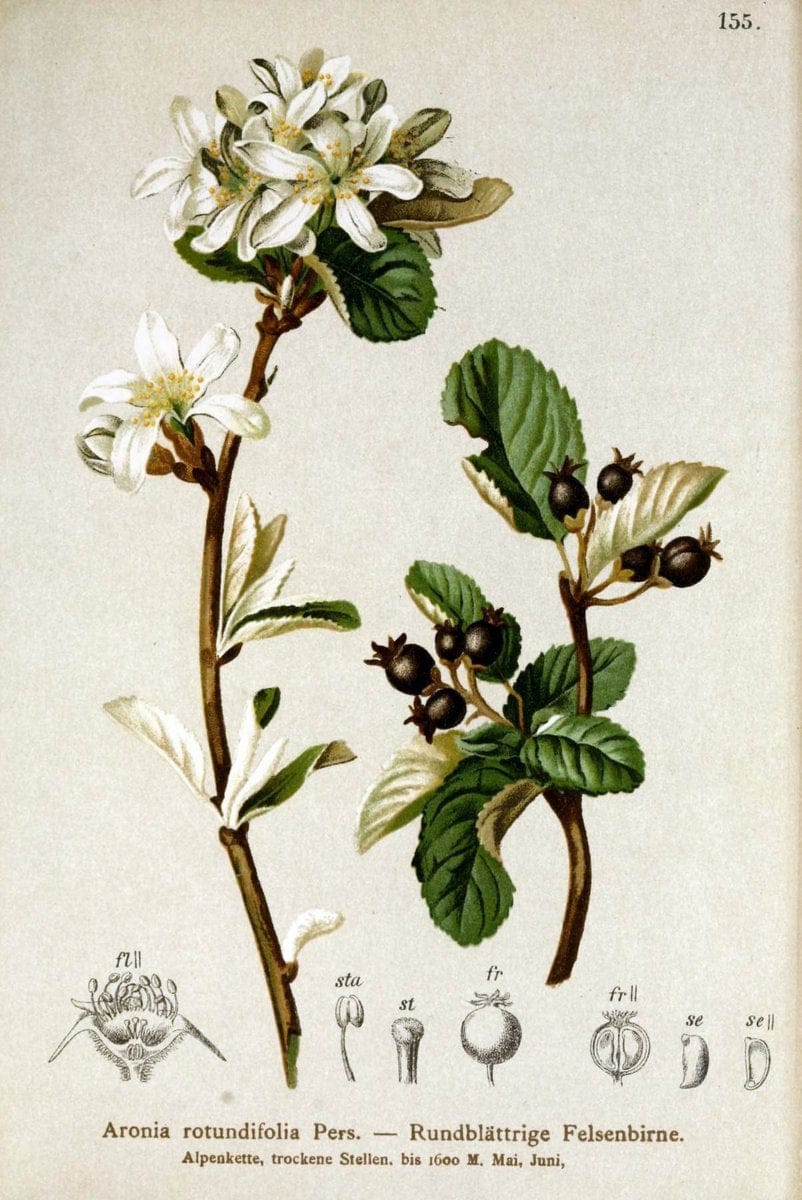 Atlas der Alpenflora /.Wien :Eigenthum und Verlag des Deutschen und Oesterr. Alpenvereins,1882.. |  | Vintage Print Reproduction 459214