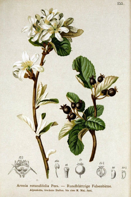 Atlas der Alpenflora /.Wien :Eigenthum und Verlag des Deutschen und Oesterr. Alpenvereins,1882.. |  | Vintage Print Reproduction 459214