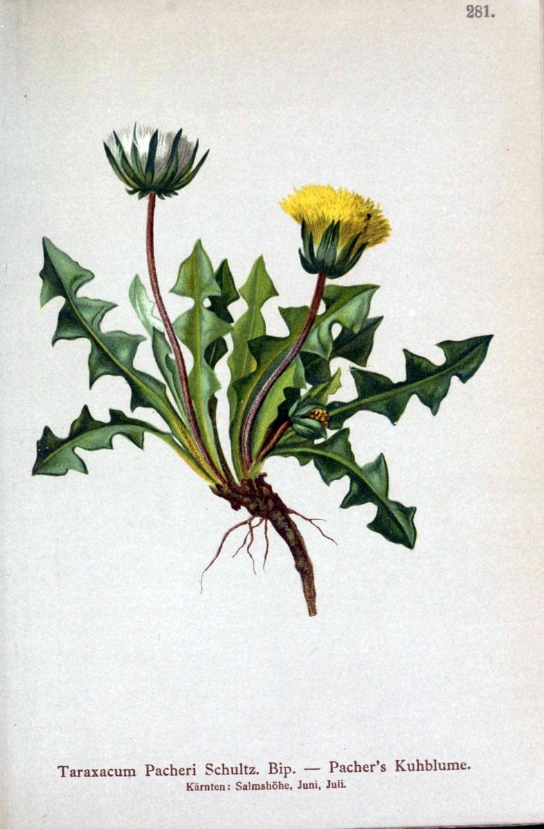 Atlas der Alpenflora /.Wien :Eigenthum und Verlag des Deutschen und Oesterr. Alpenvereins,1882.. |  | Vintage Print Reproduction 459215