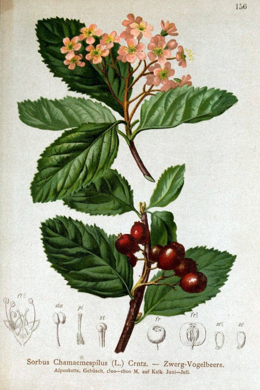 Atlas der Alpenflora /.Wien :Eigenthum und Verlag des Deutschen und Oesterr. Alpenvereins,1882.. |  | Vintage Print Reproduction 459216