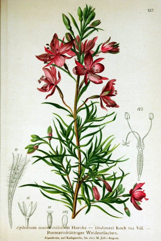 Atlas der Alpenflora /.Wien :Eigenthum und Verlag des Deutschen und Oesterr. Alpenvereins,1882.. |  | Vintage Print Reproduction 459218