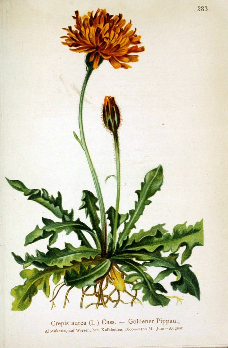 Atlas der Alpenflora /.Wien :Eigenthum und Verlag des Deutschen und Oesterr. Alpenvereins,1882.. |  | Vintage Print Reproduction 459219