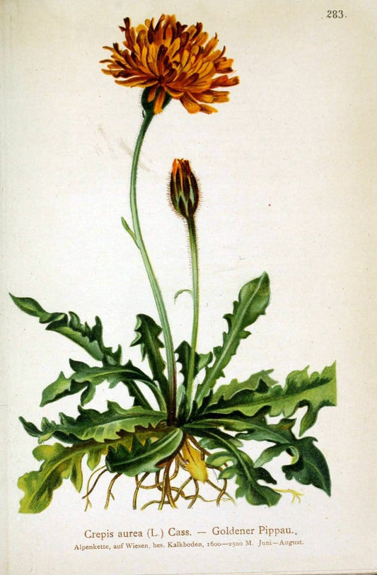 Atlas der Alpenflora /.Wien :Eigenthum und Verlag des Deutschen und Oesterr. Alpenvereins,1882.. |  | Vintage Print Reproduction 459219