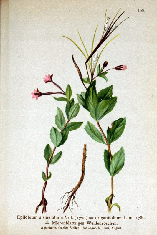 Atlas der Alpenflora /.Wien :Eigenthum und Verlag des Deutschen und Oesterr. Alpenvereins,1882.. |  | Vintage Print Reproduction 459220