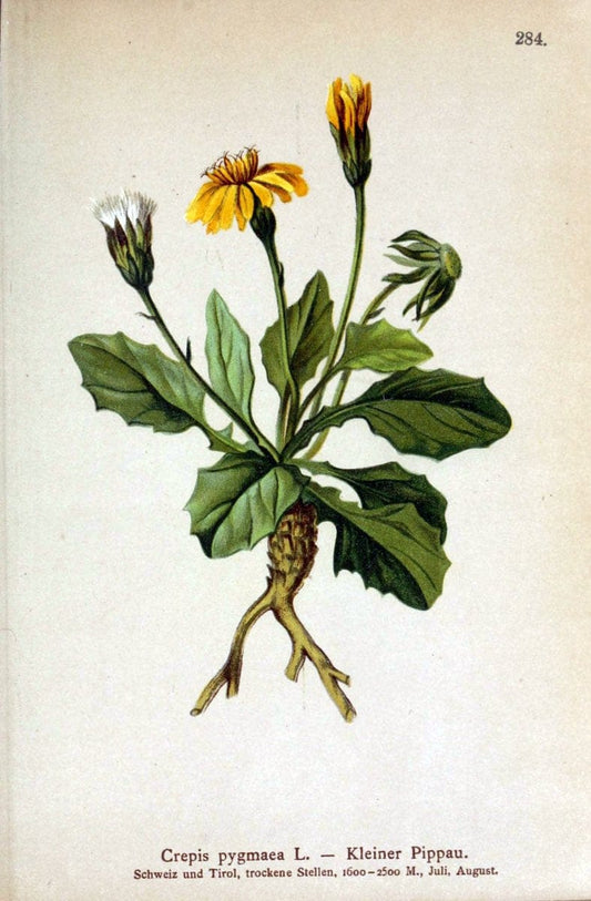 Atlas der Alpenflora /.Wien :Eigenthum und Verlag des Deutschen und Oesterr. Alpenvereins,1882.. |  | Vintage Print Reproduction 459221