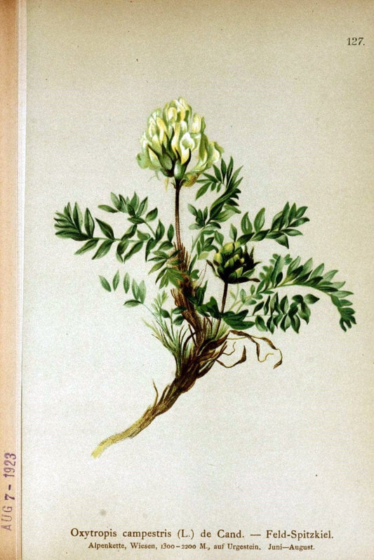 Atlas der Alpenflora /.Wien :Eigenthum und Verlag des Deutschen und Oesterr. Alpenvereins,1882.. |  | Vintage Print Reproduction 459222