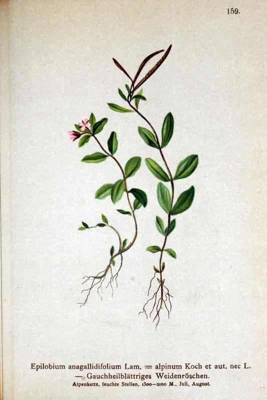 Atlas der Alpenflora /.Wien :Eigenthum und Verlag des Deutschen und Oesterr. Alpenvereins,1882.. |  | Vintage Print Reproduction 459224