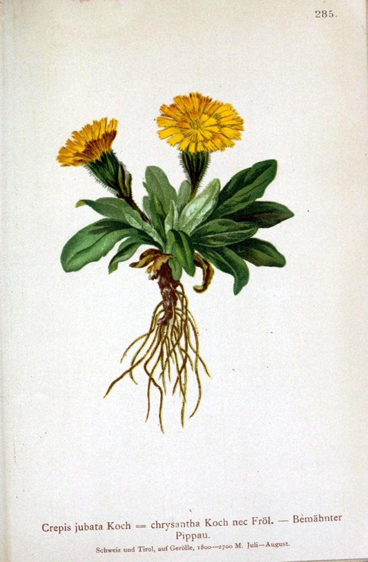 Atlas der Alpenflora /.Wien :Eigenthum und Verlag des Deutschen und Oesterr. Alpenvereins,1882.. |  | Vintage Print Reproduction 459225