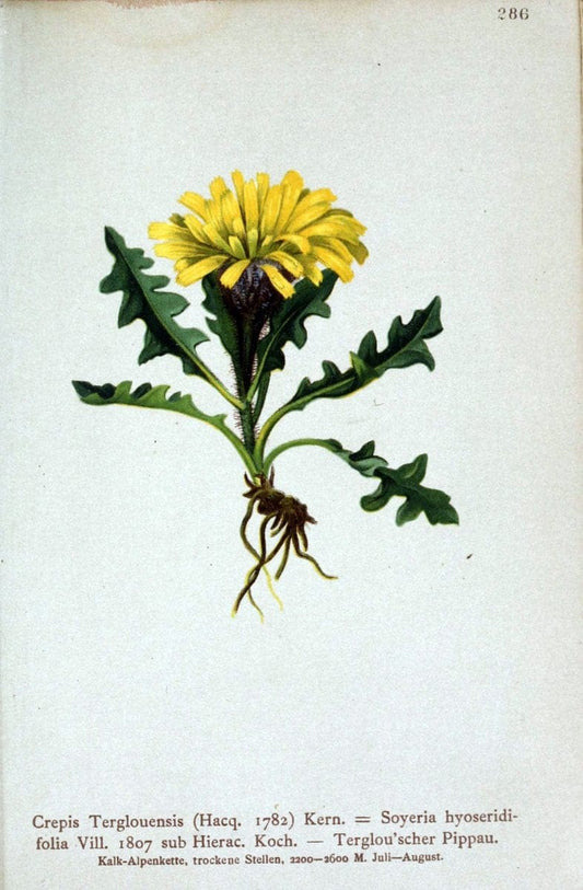 Atlas der Alpenflora /.Wien :Eigenthum und Verlag des Deutschen und Oesterr. Alpenvereins,1882.. |  | Vintage Print Reproduction 459227
