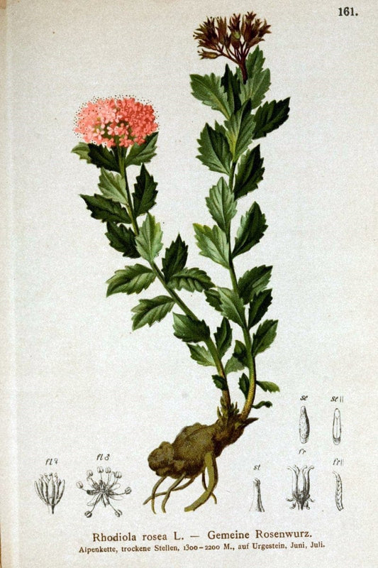 Atlas der Alpenflora /.Wien :Eigenthum und Verlag des Deutschen und Oesterr. Alpenvereins,1882.. |  | Vintage Print Reproduction 459228